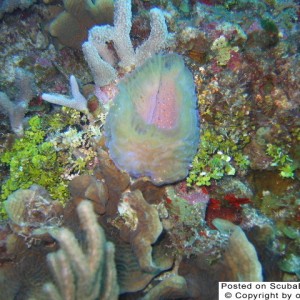 Cozumel coral