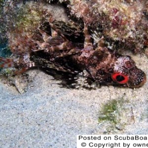 Green Lion Fish