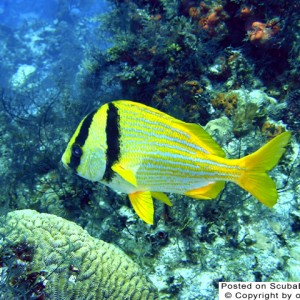 porkfish_thumb