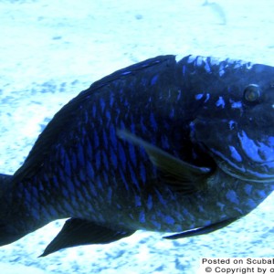 midnight_parrotfish_thumb