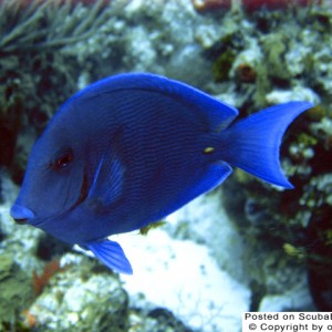 blue_tang_thumb