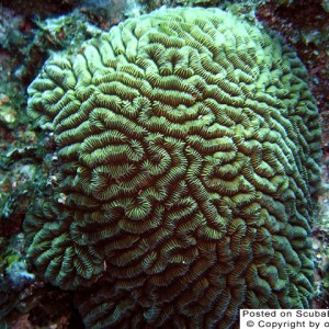 brain_coral_thumb