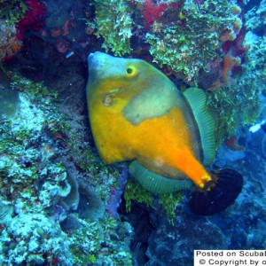 filefish_thumb