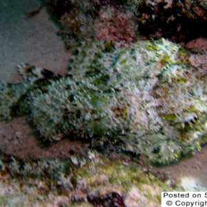 Scorpionfish_close_thumb