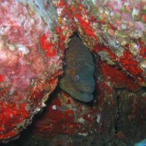 Eel Coronados Islands