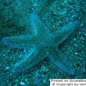 Sand Star