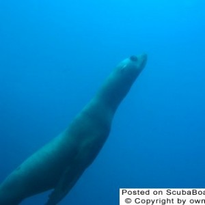 Sea_Lion_2