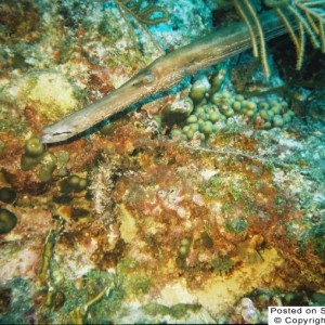 Trumpet Fish