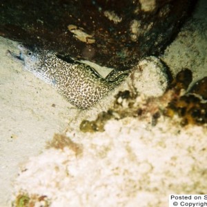 Spotted Moray