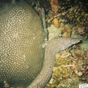 Spotted Moray Eel