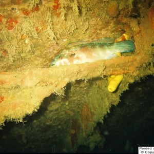 Parrot Fish Sleeping