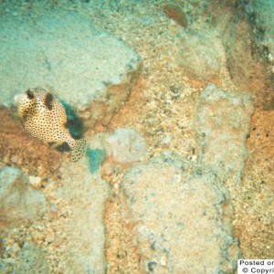 Spotted Trunkfish