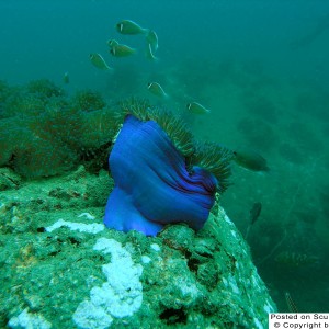 Blue_Anemone