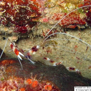 Banded Coral Shrimp