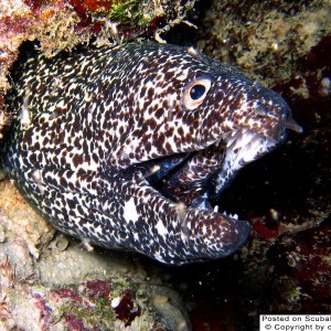 Black & White Moray