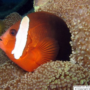 Clown Fish