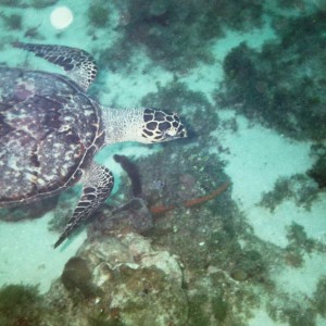 Jamaican Sea Turtle