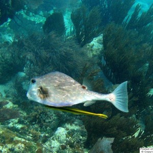 Trunkfish