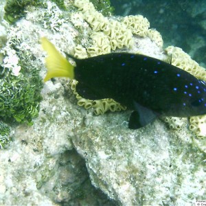 Yellowtail Damselfish