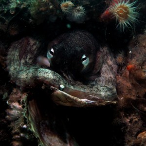 Grand Turk Octopus2