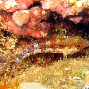 Saddled Blenny