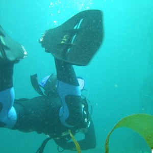 Diver swimming