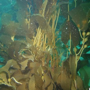 Kelp