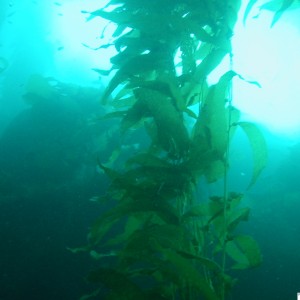 Kelp in sunlight