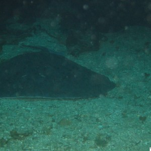 Torpedo Ray