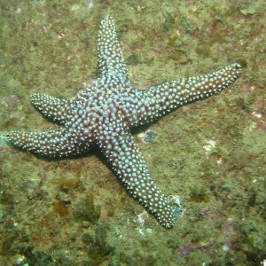 Starfish