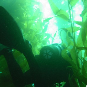 Diver in kelp