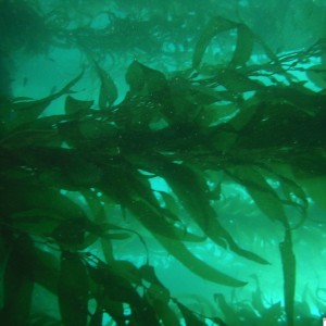 Even more kelp