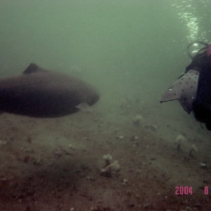 Greenlandshark and diver