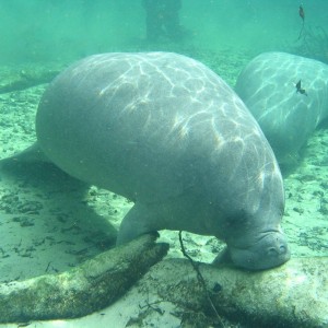 manatee