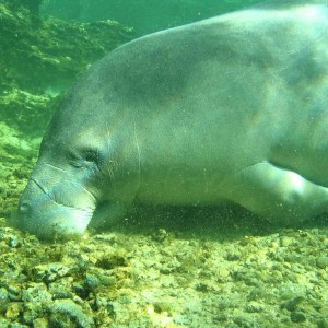 manatee1