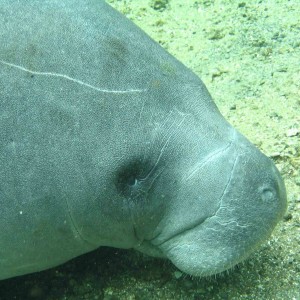 manatee2