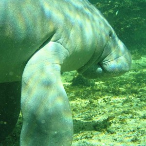 manatee4