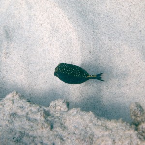 Hawaiian spotted Boxfish