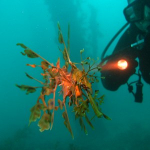 Leafy seadragon 2