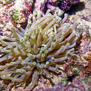 anemonebon07-1