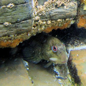 Blenny at Kimmeridge UK