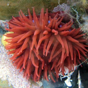 Anemone at Kimmeridge UK