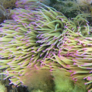 Snakelocks Anemones at Kimmeridge UK