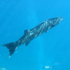 Barracuda at Key Largo