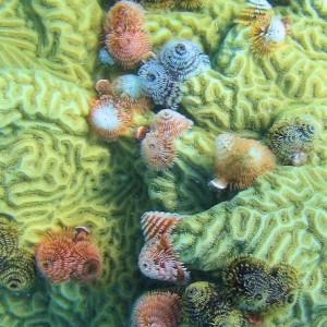 Christmas Tree worms at Dry Tortugas