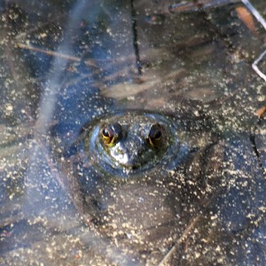 Froggy055