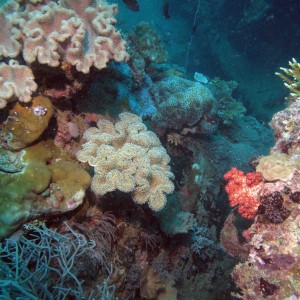 Soft coral on the wreck