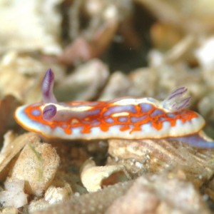 Nudi