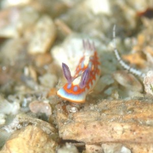 Nudi