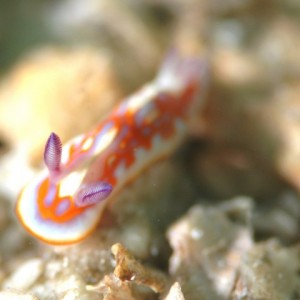 Nudi